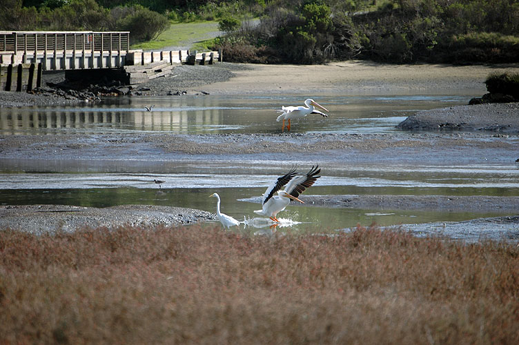 Elkhorn Slough Feb. 2010 083.jpg